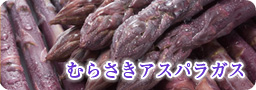 ��餵�������ѥ饬��