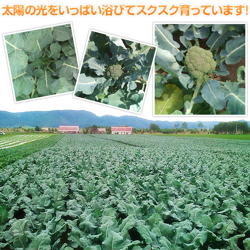 ブロッコリー