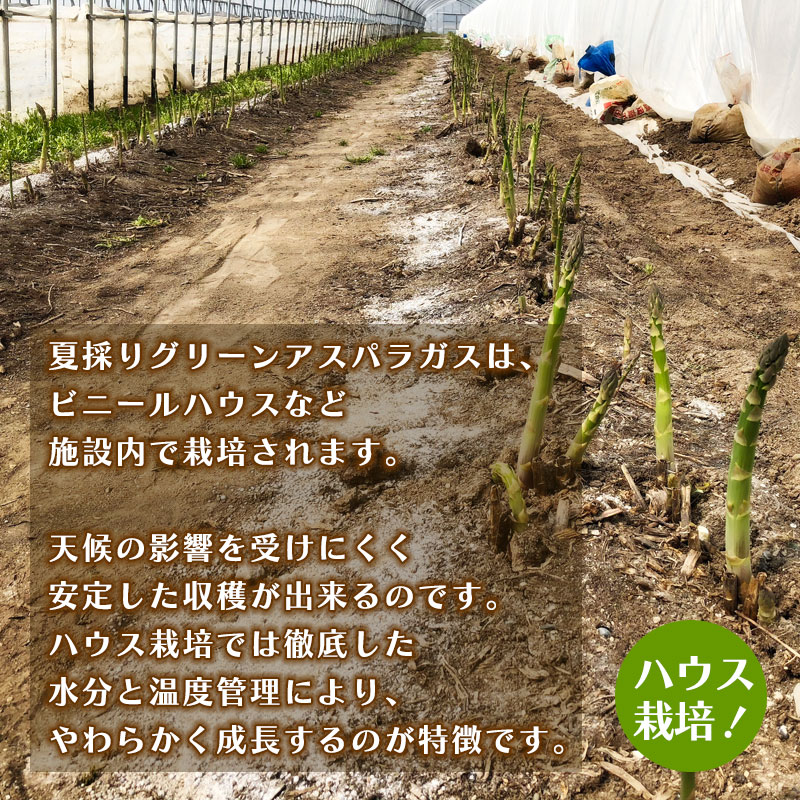 北海道直送夏採りグリーンアスパラガス