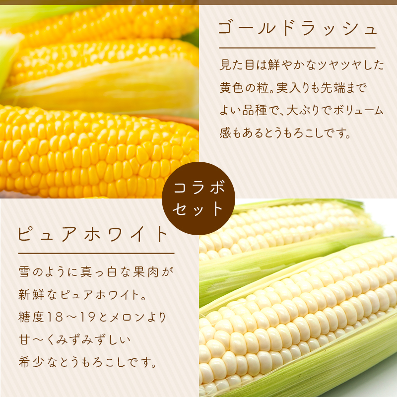 とうもろこしセット「ゴールドラッシュ＋ピュアホワイト」