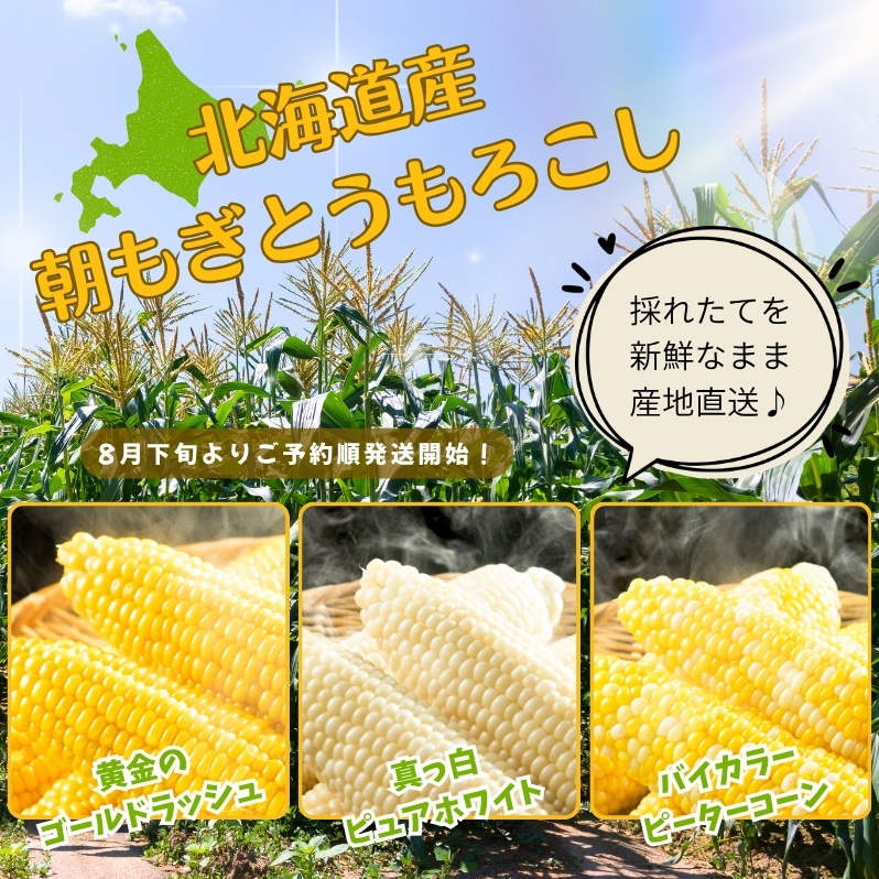 とうもろこし予約受付中