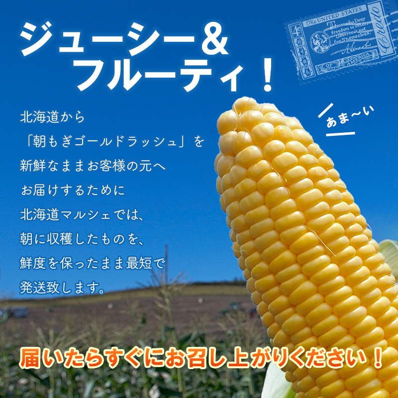 スイートコーン　ゴールドラッシュ　ハウス栽培トウモロコシ サカタのタネ - みわくのコーン「ゴールドラッシュ」