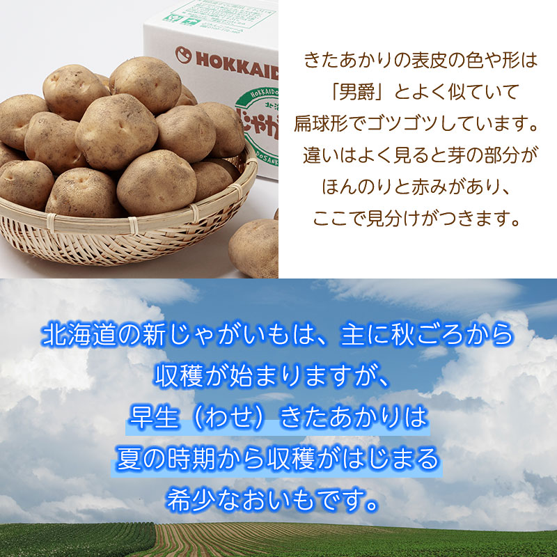 幻の　じゃがいも　02 玉ねぎ 予約】早生 きたあかり 白玉ねぎ じゃが玉セット 各2kg/各3kg 白 玉葱
