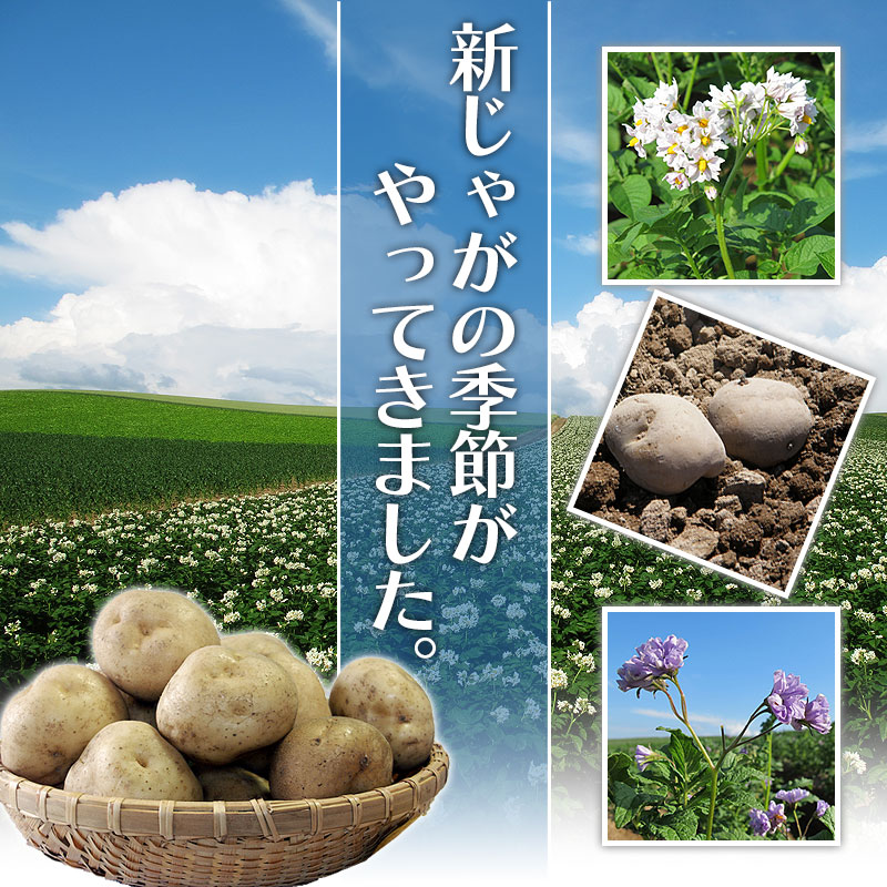 新じゃがの季節