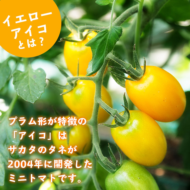 北海道産ミニトマト「イエローアイコ」