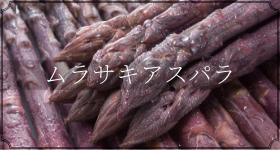 ムラサキアスパラ