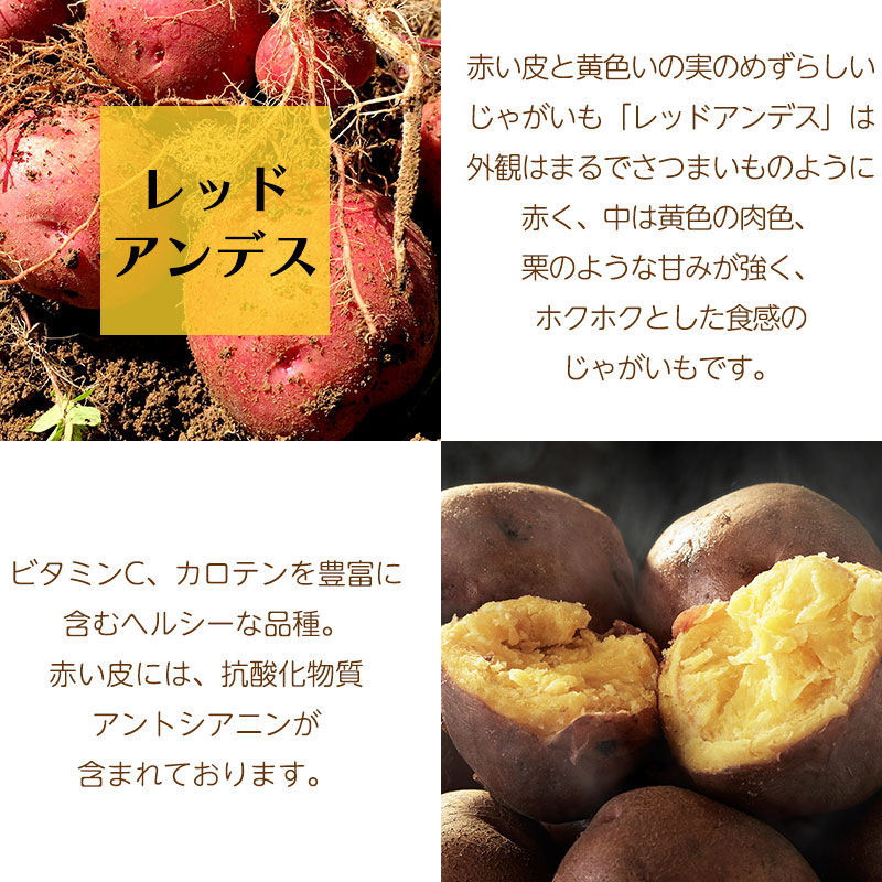じゃがいも １３kg　アンデスレッド　赤いじゃがいも　大分県産　送料込み　農薬など無使用　訳アリ品 レッドアンデス じゃがいも ギフト