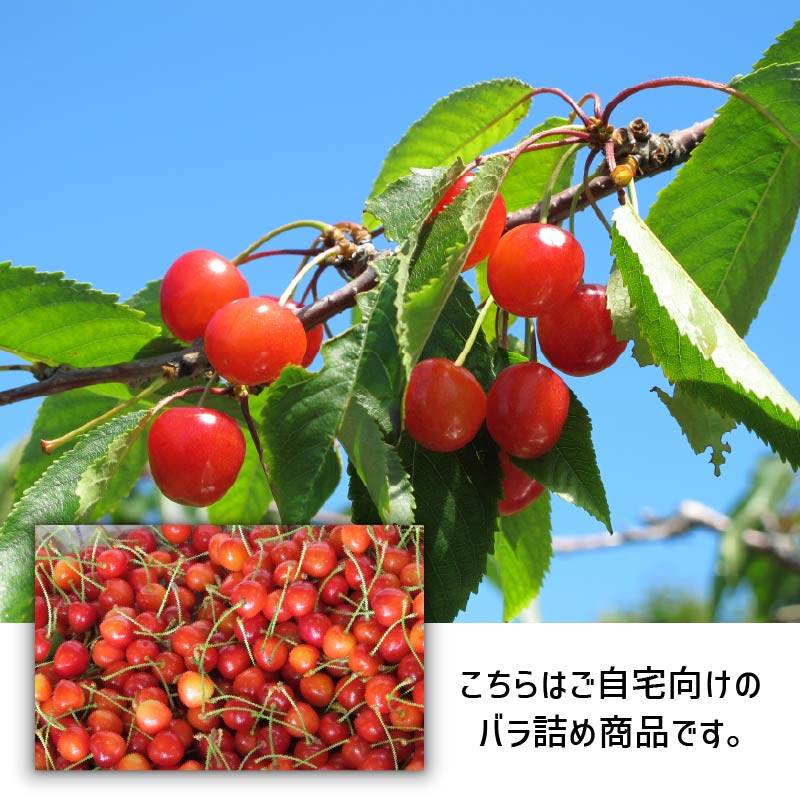 さくらんぼ 佐藤錦