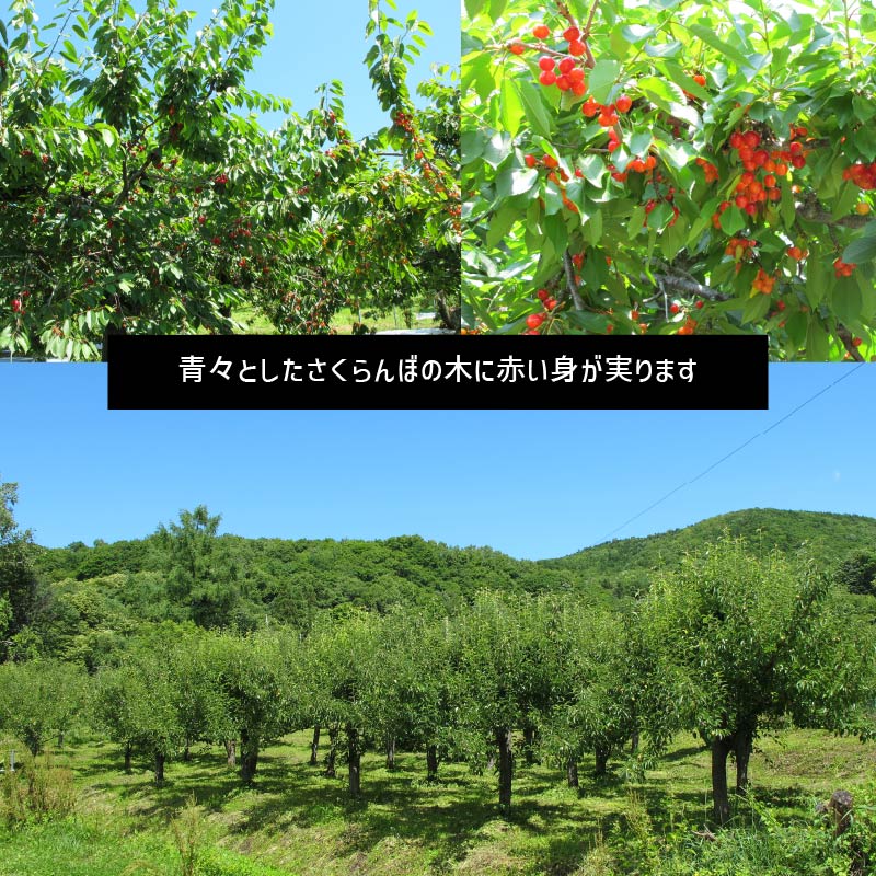 甘熟さくらんぼ「佐藤錦Ｌ250g×2個」北海道産サクランボ