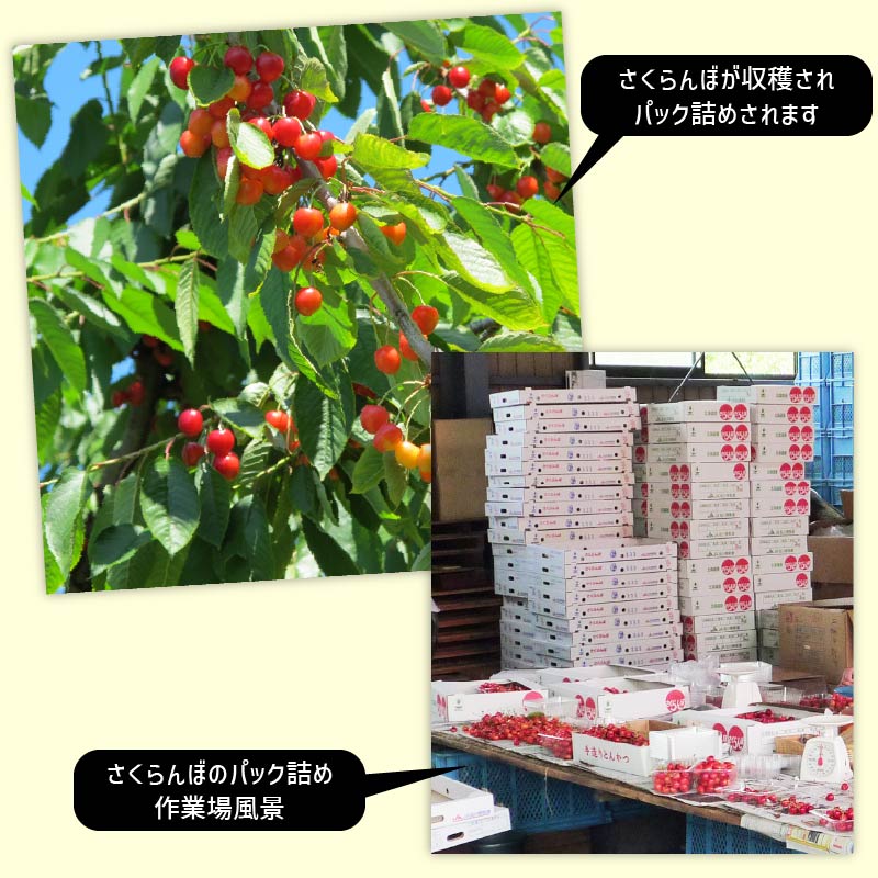 甘熟さくらんぼ「佐藤錦Ｌ250g×2個」北海道産サクランボ