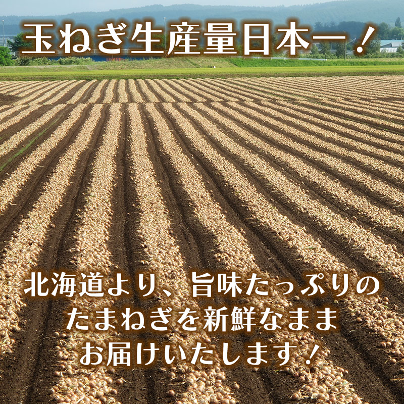 北海道産 レッドオニオン 4kg/8kg Lサイズ